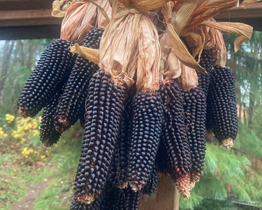 Dakota Black Popcorn - Greta's Family Gardens