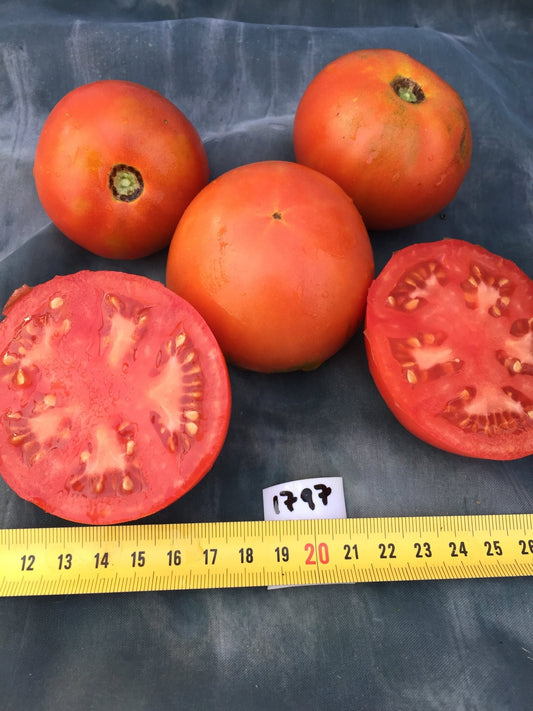 Druzba Tomato - Organic - Greta's Family Gardens