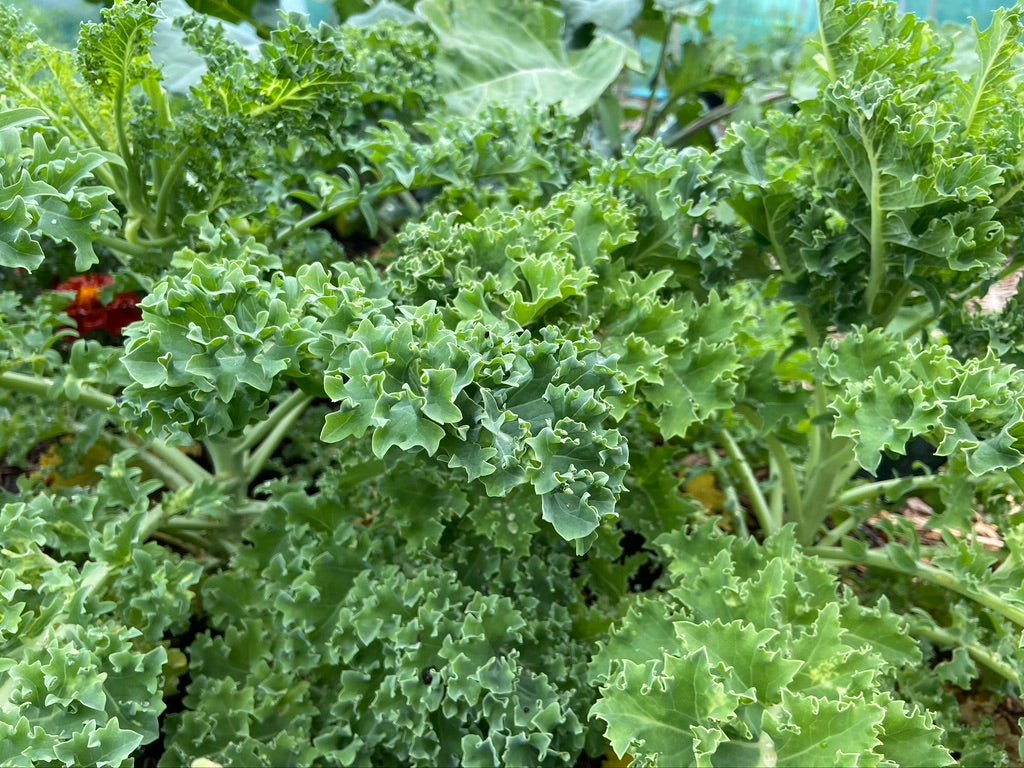 Dwarf Green Curled Kale - Greta's Family Gardens