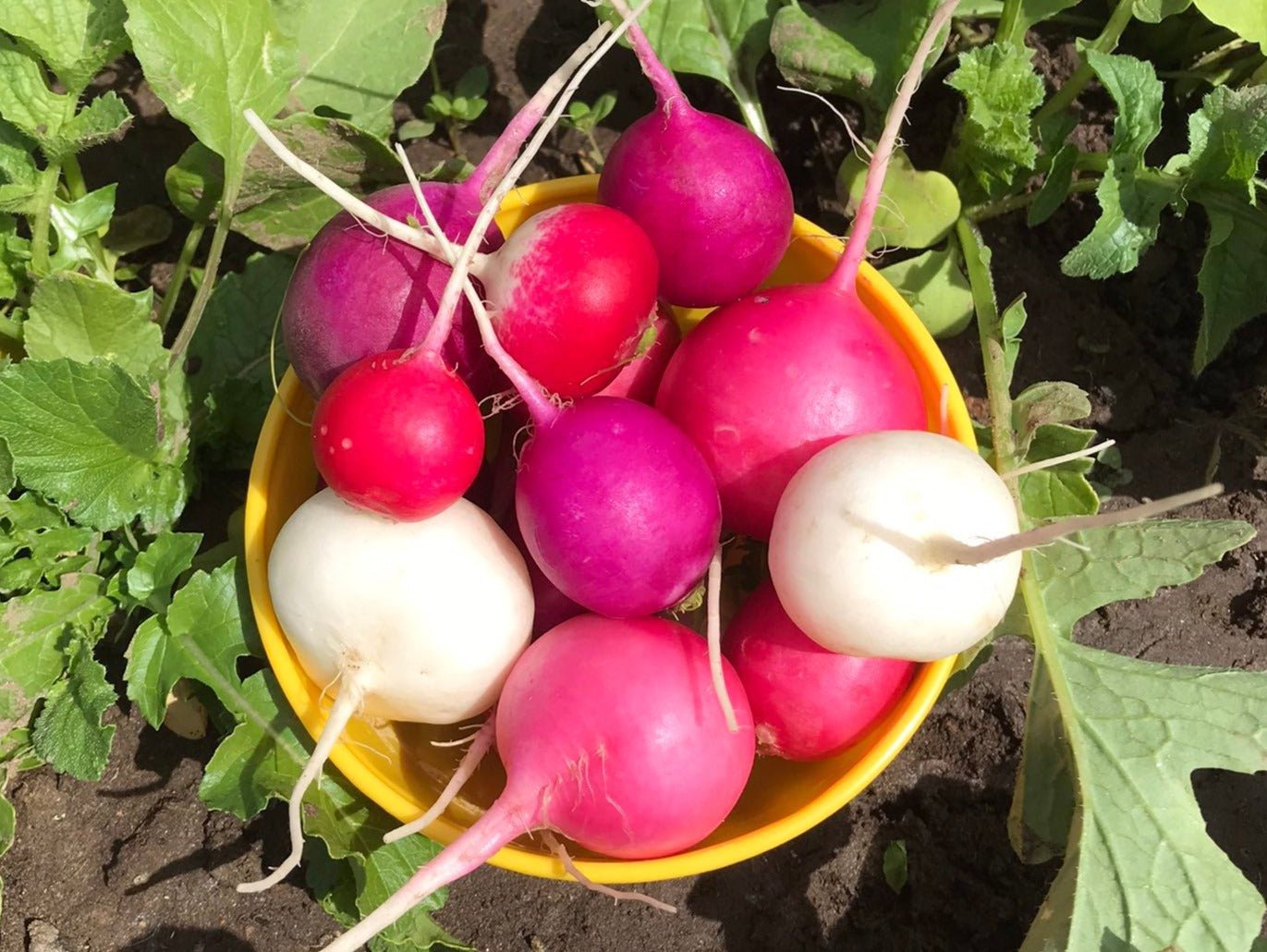 Easter Egg Radish - Organic - Greta's Family Gardens