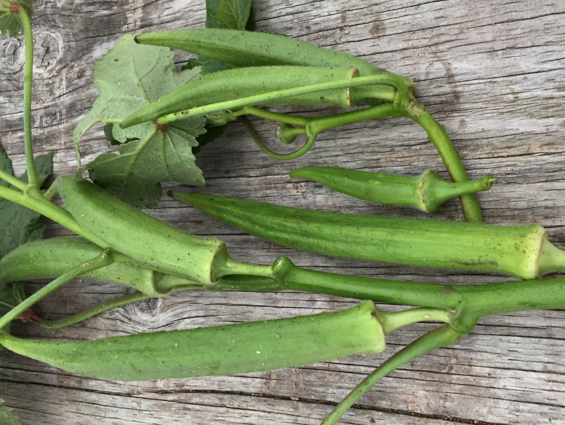 Emerald Okra - Greta's Family Gardens