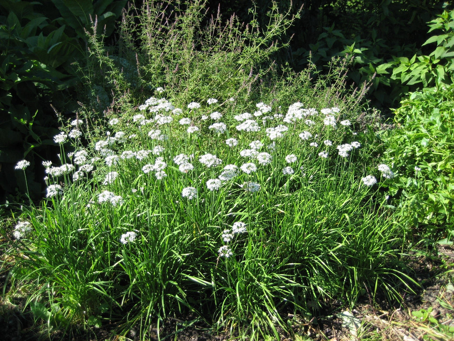 Garlic Chives - Greta's Family Gardens