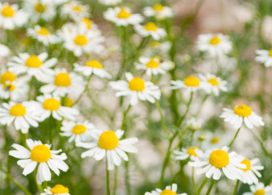 German Chamomile - Greta's Family Gardens