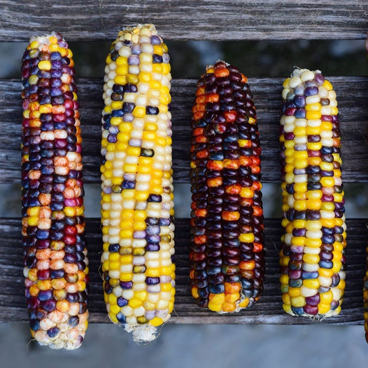 Glass Gem Corn - Greta's Family Gardens