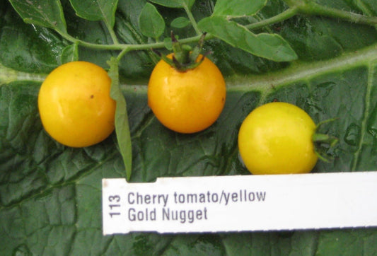 Gold Nugget Cherry Tomato - Greta's Family Gardens