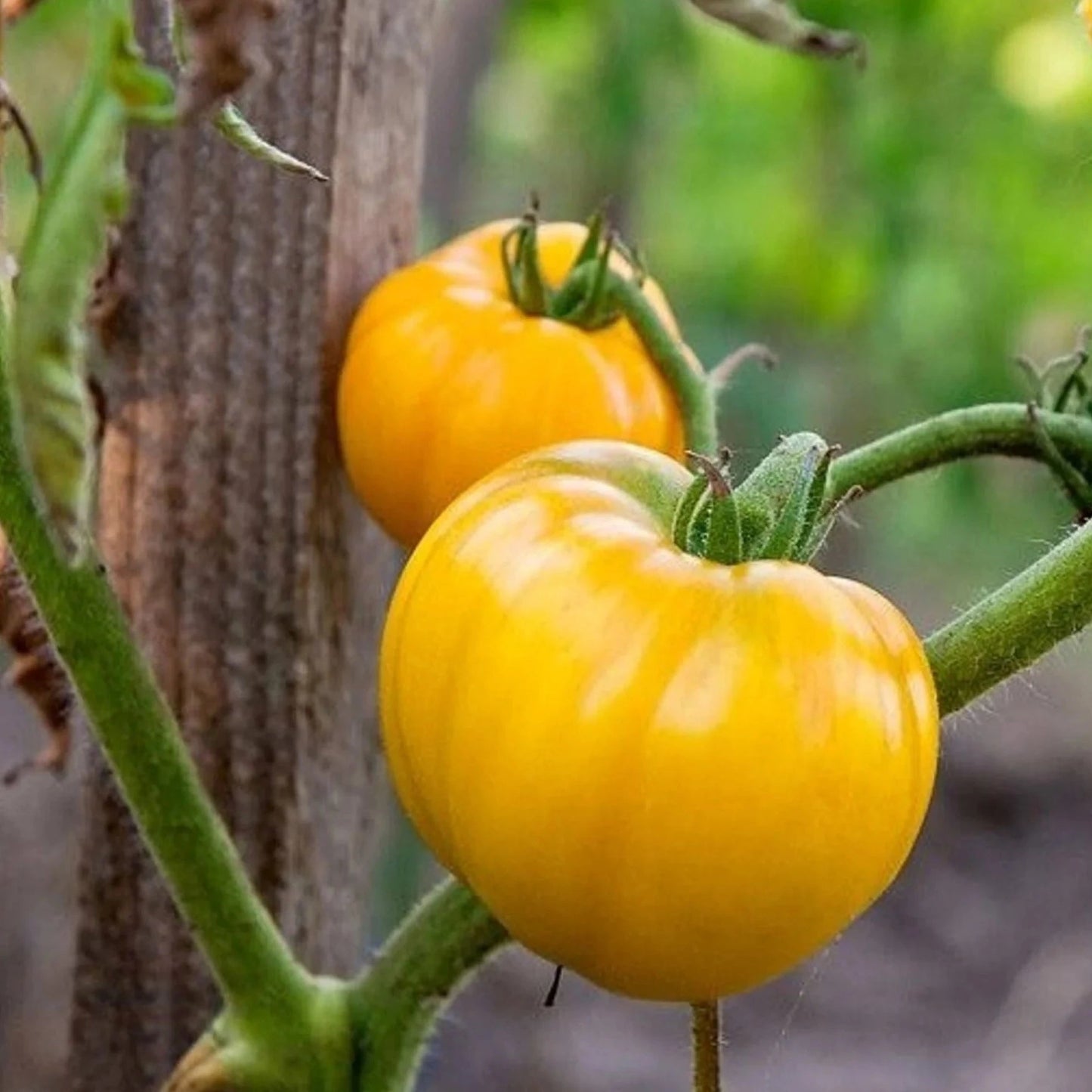 Golden Queen Tomato - Organic - Greta's Family Gardens