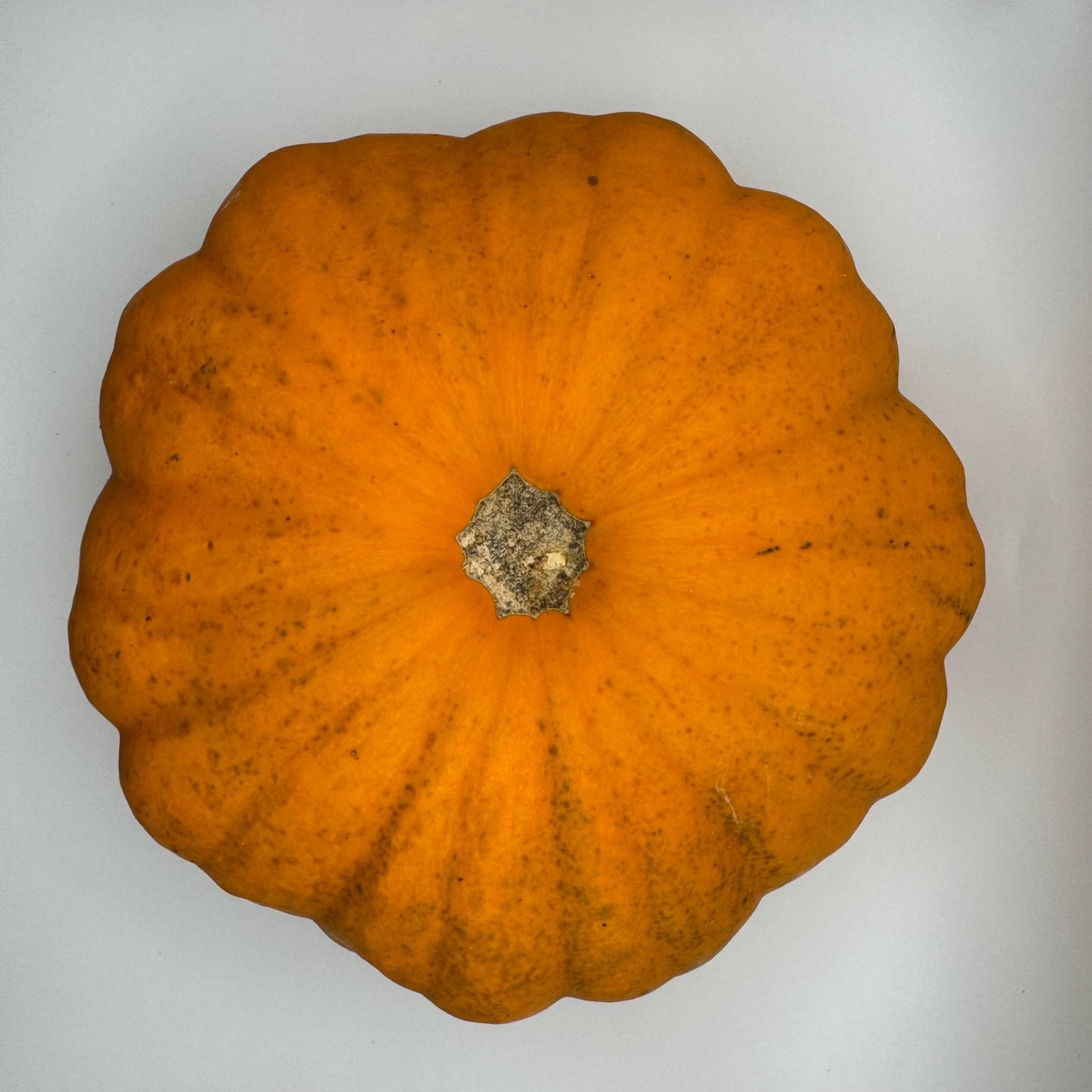 Golden Scallopini Squash - Greta's Family Gardens