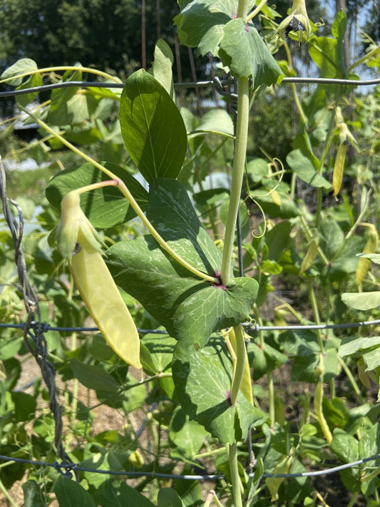 Golden Snow Peas - Greta's Family Gardens