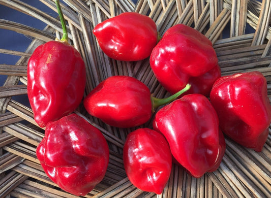 Habanero Hot Pepper - Greta's Family Gardens