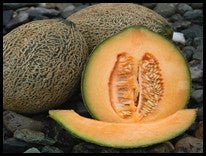 Hale's Best Melon - Greta's Family Gardens