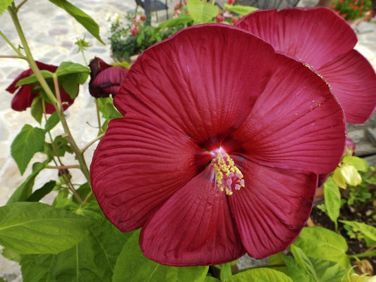 Hardy Hibiscus - Greta's Family Gardens