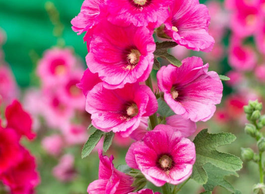 Hollyhock pink - Greta's Family Gardens