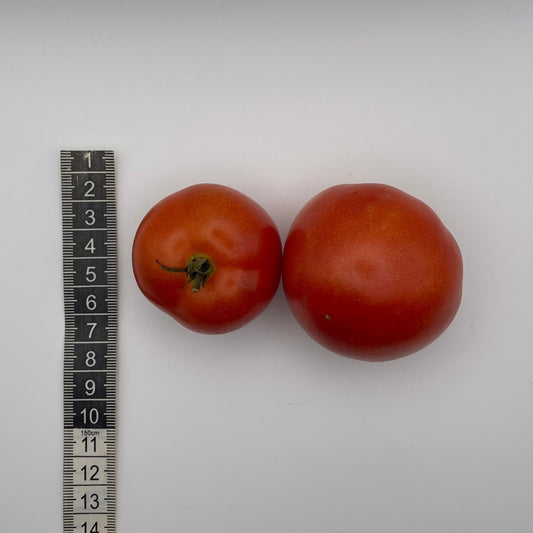 Japanese Dwarf Tomato - Greta's Family Gardens