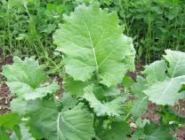 Kale Siberian - Greta's Family Gardens