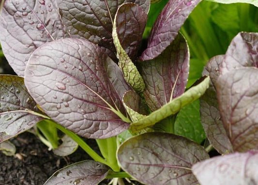 Komatsuna Red Mustard Greens - Organic - Greta's Family Gardens