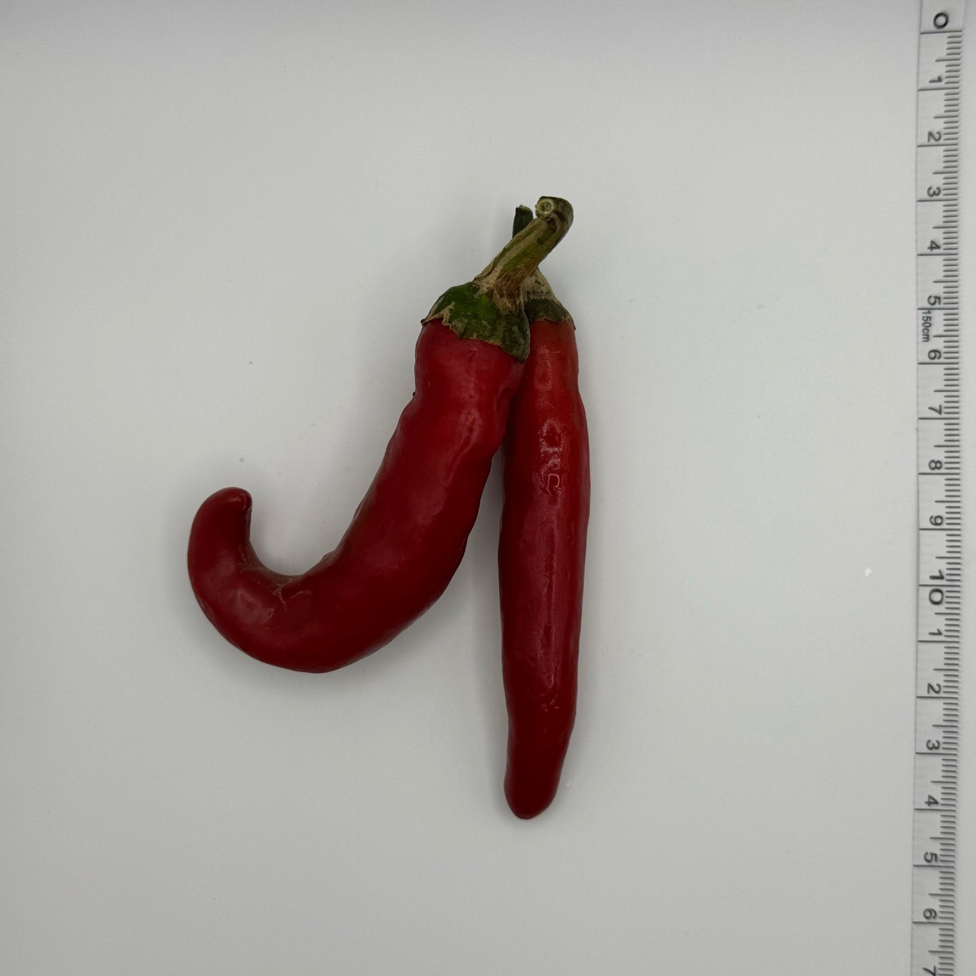 Korean Kim - Chi Hot Pepper - Greta's Family Gardens