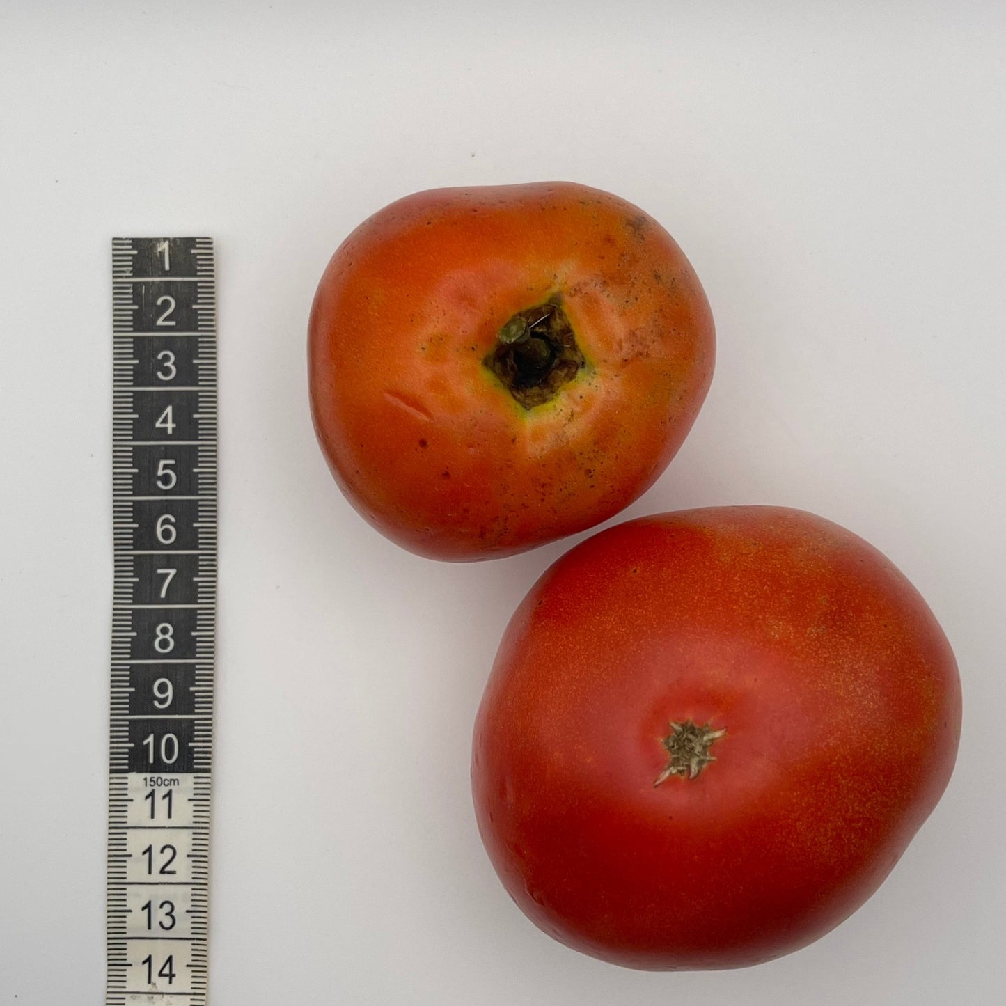 Legend Tomato - Greta's Family Gardens