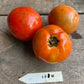 Legend Tomato - Greta's Family Gardens