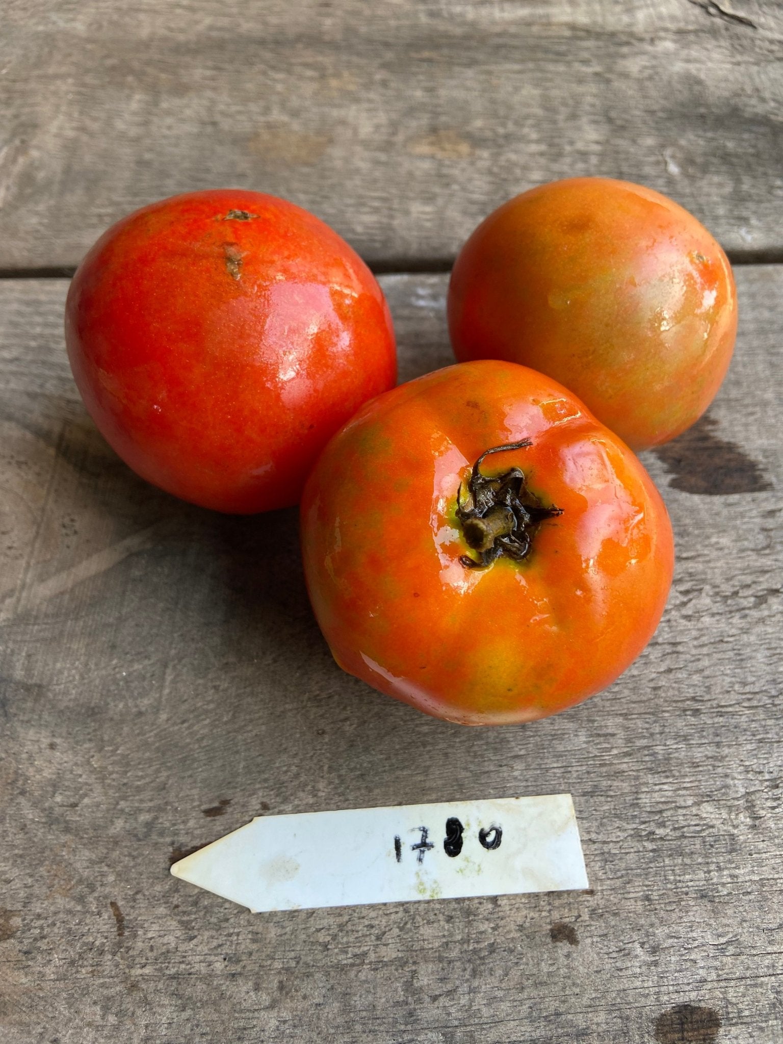 Legend Tomato - Greta's Family Gardens