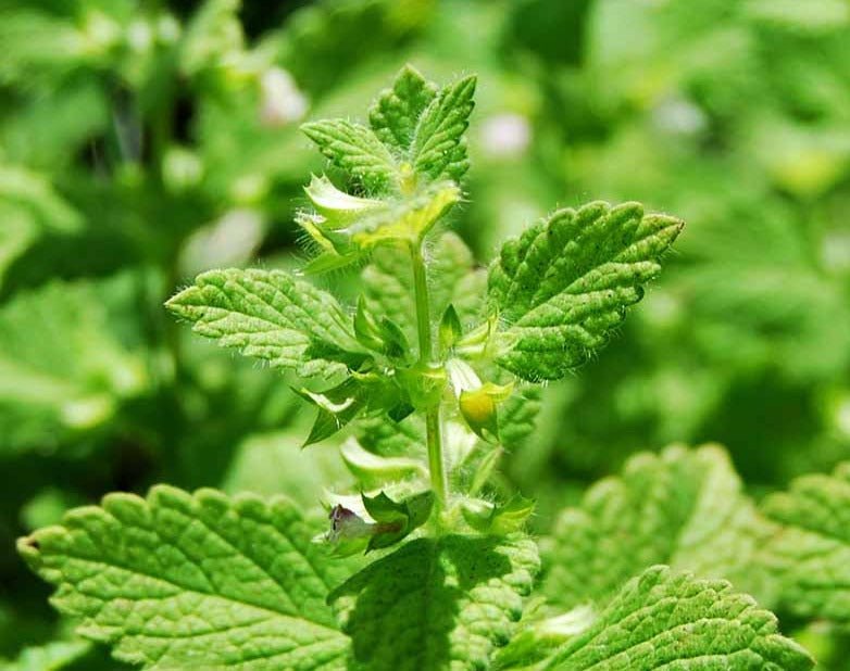 Lemon Balm - Greta's Family Gardens