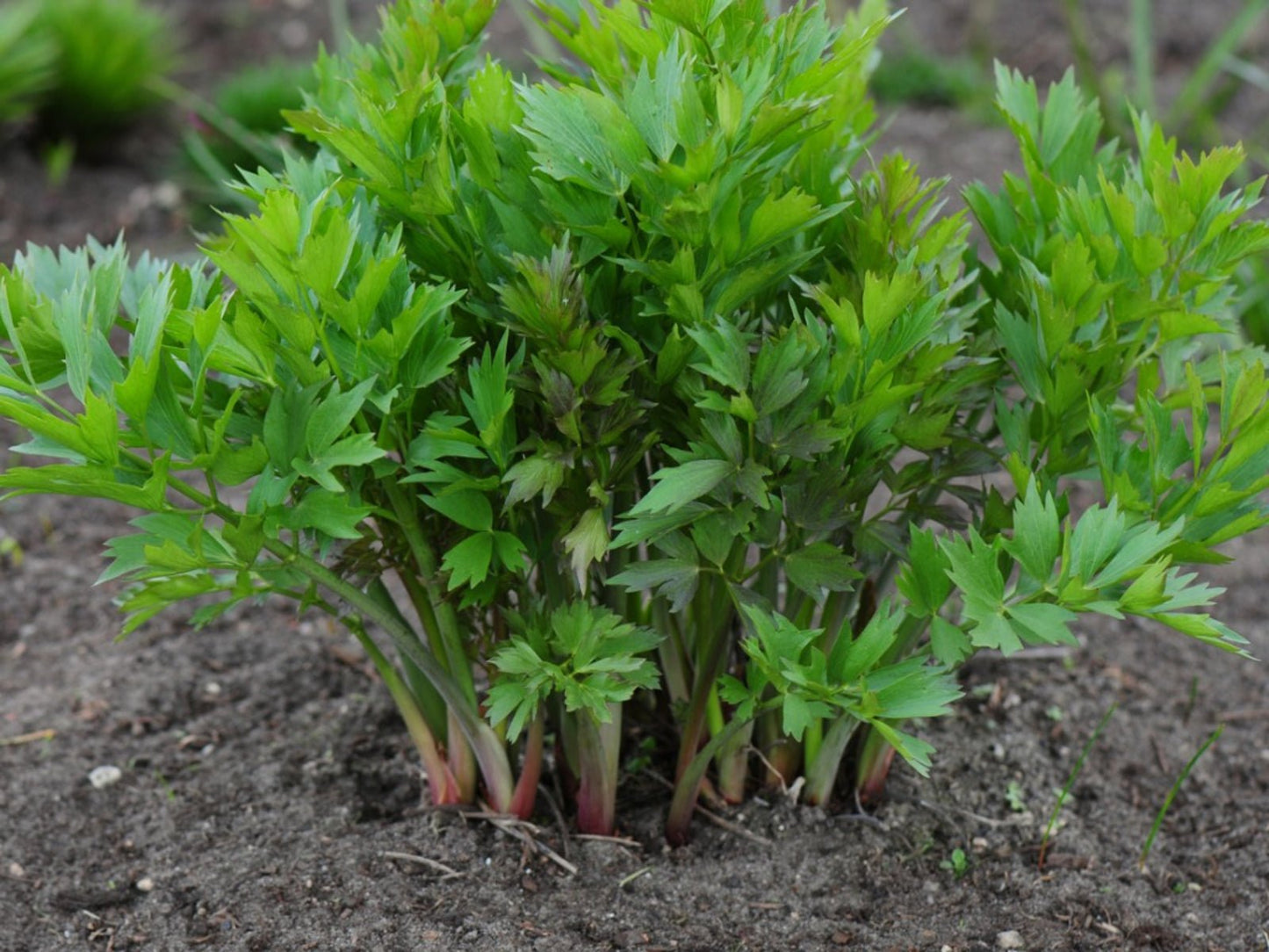 Lovage - Greta's Family Gardens