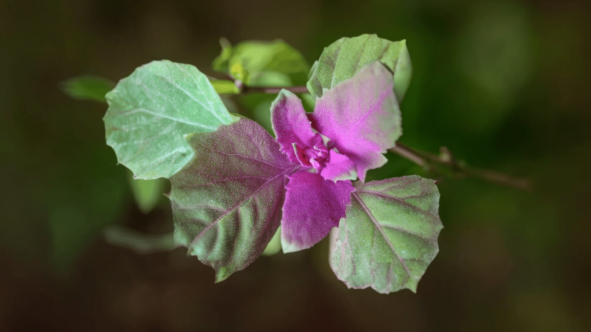 Magenta Spreen - Greta's Family Gardens