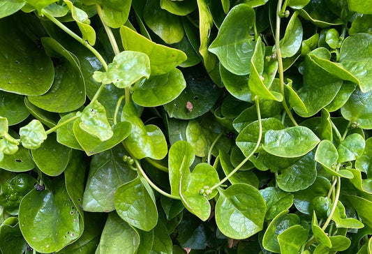 Malabar Spinach Alba - Greta's Family Gardens