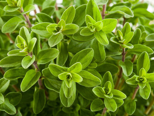 Marjoram Sweet - Greta's Family Gardens