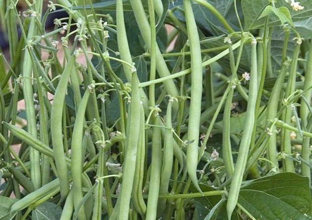 Mascotte Bean - Greta's Family Gardens