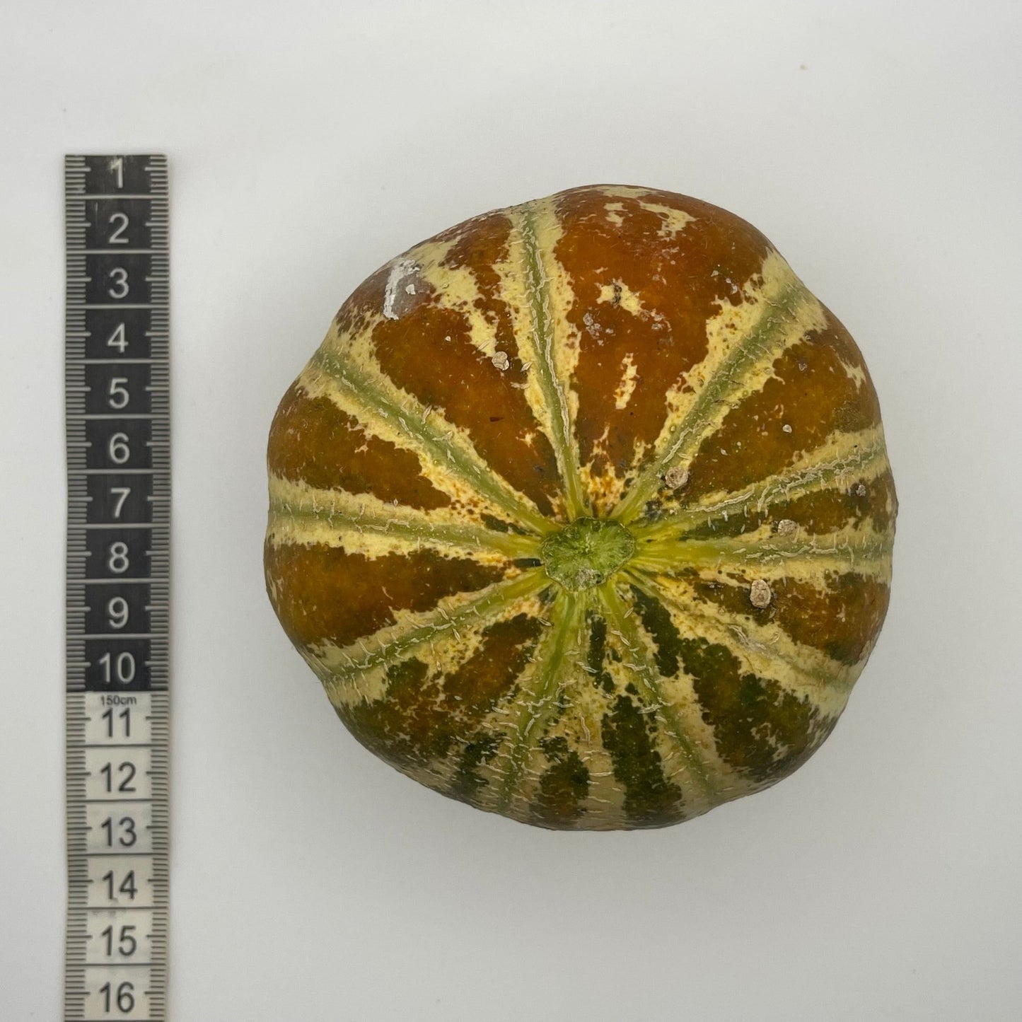 Melon Kajari - Greta's Family Gardens