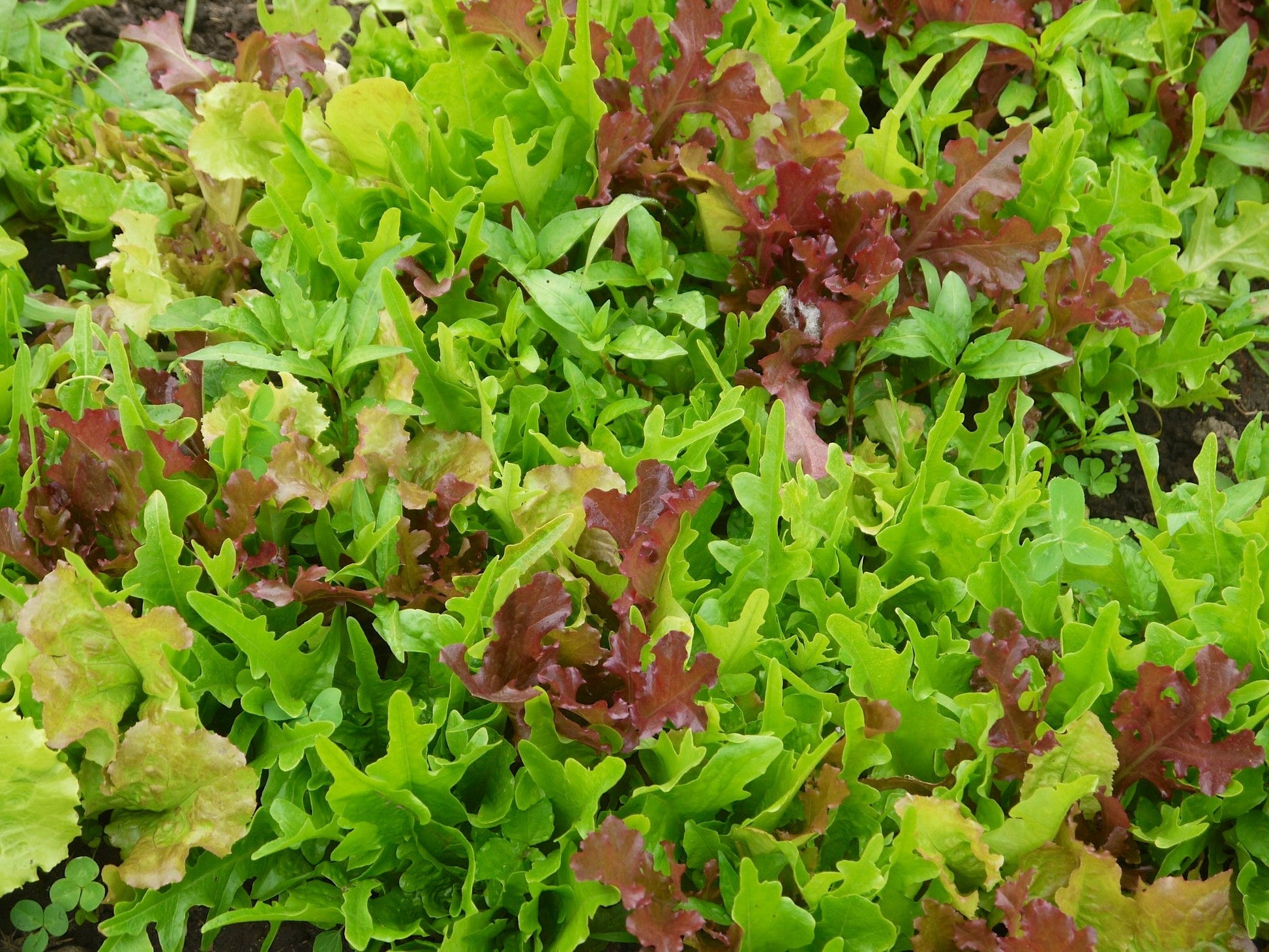 Mesclun Mix - Greta's Family Gardens