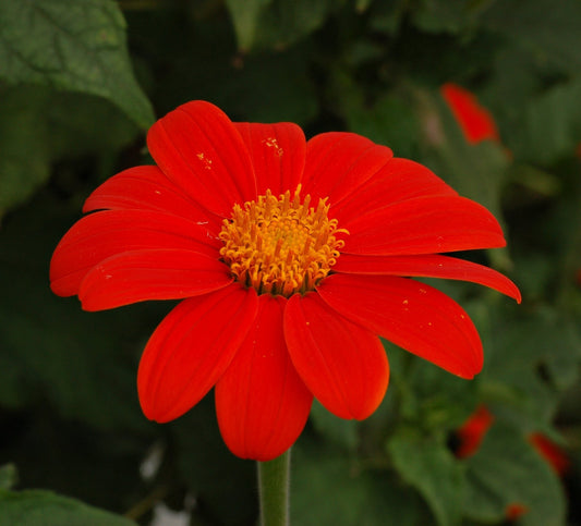 Mexican Sunflower - Greta's Family Gardens