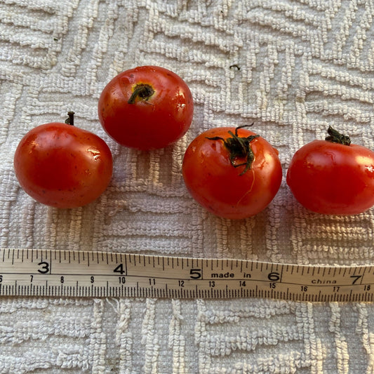 Mini Beefsteak Tomato - Greta's Family Gardens