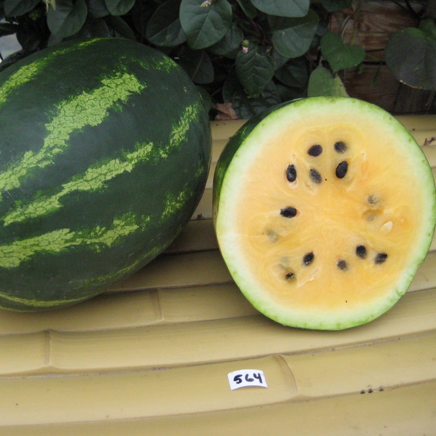 Mountain Sweet Watermelon - Greta's Family Gardens