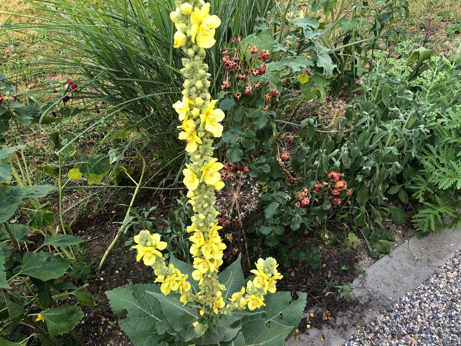 Mullein - Greta's Family Gardens