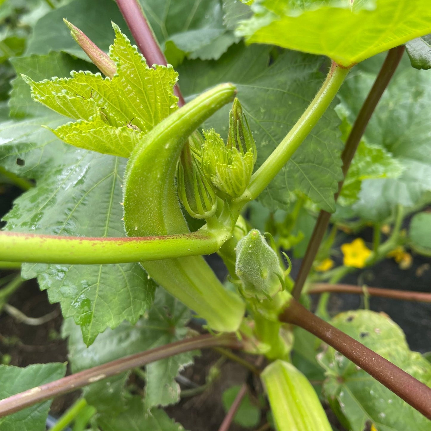 Okra Burmese - Greta's Family Gardens