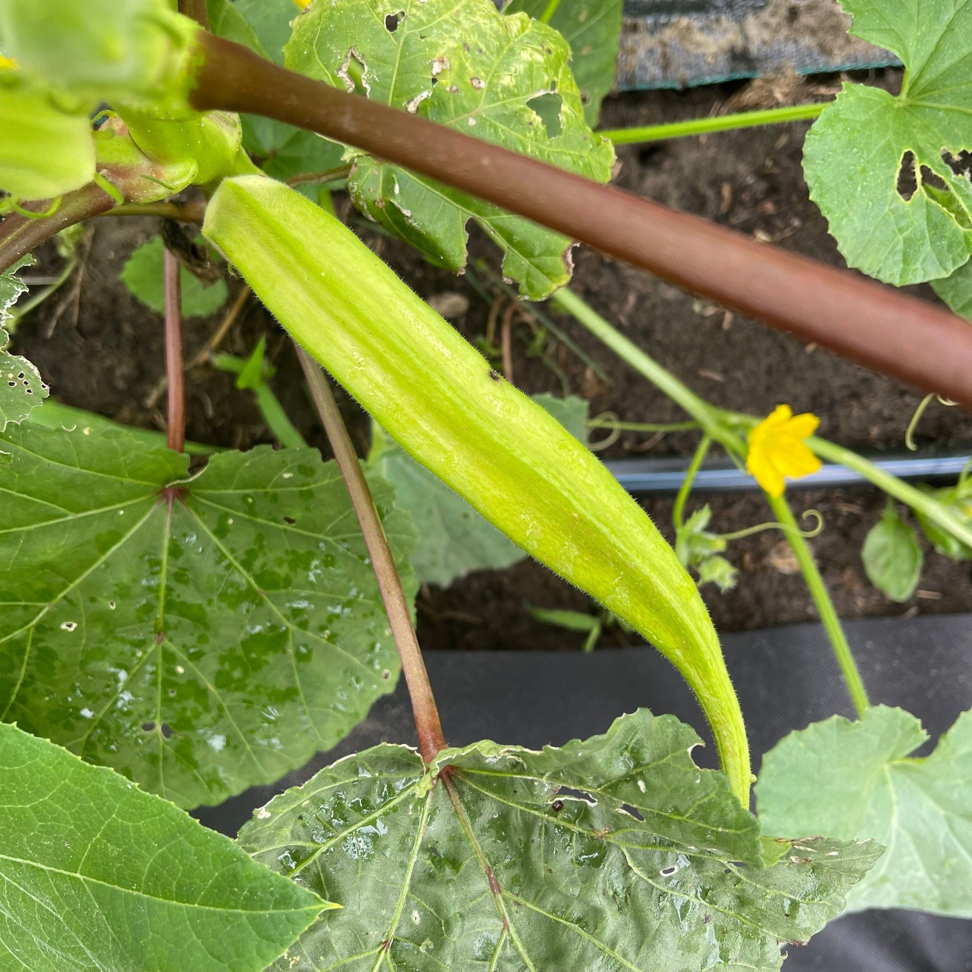 Okra Burmese - Greta's Family Gardens