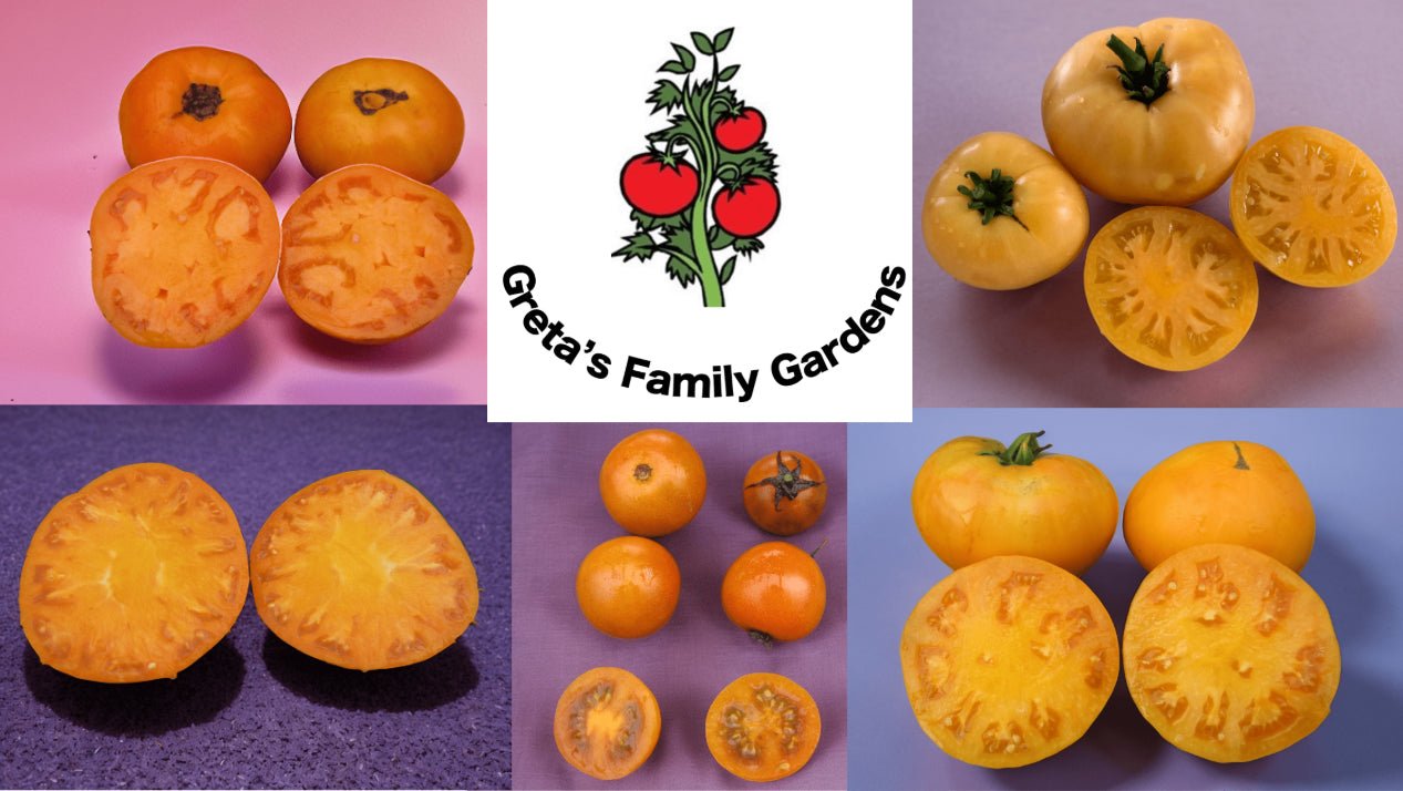 Orange Tomato Collection - Organic - Greta's Family Gardens