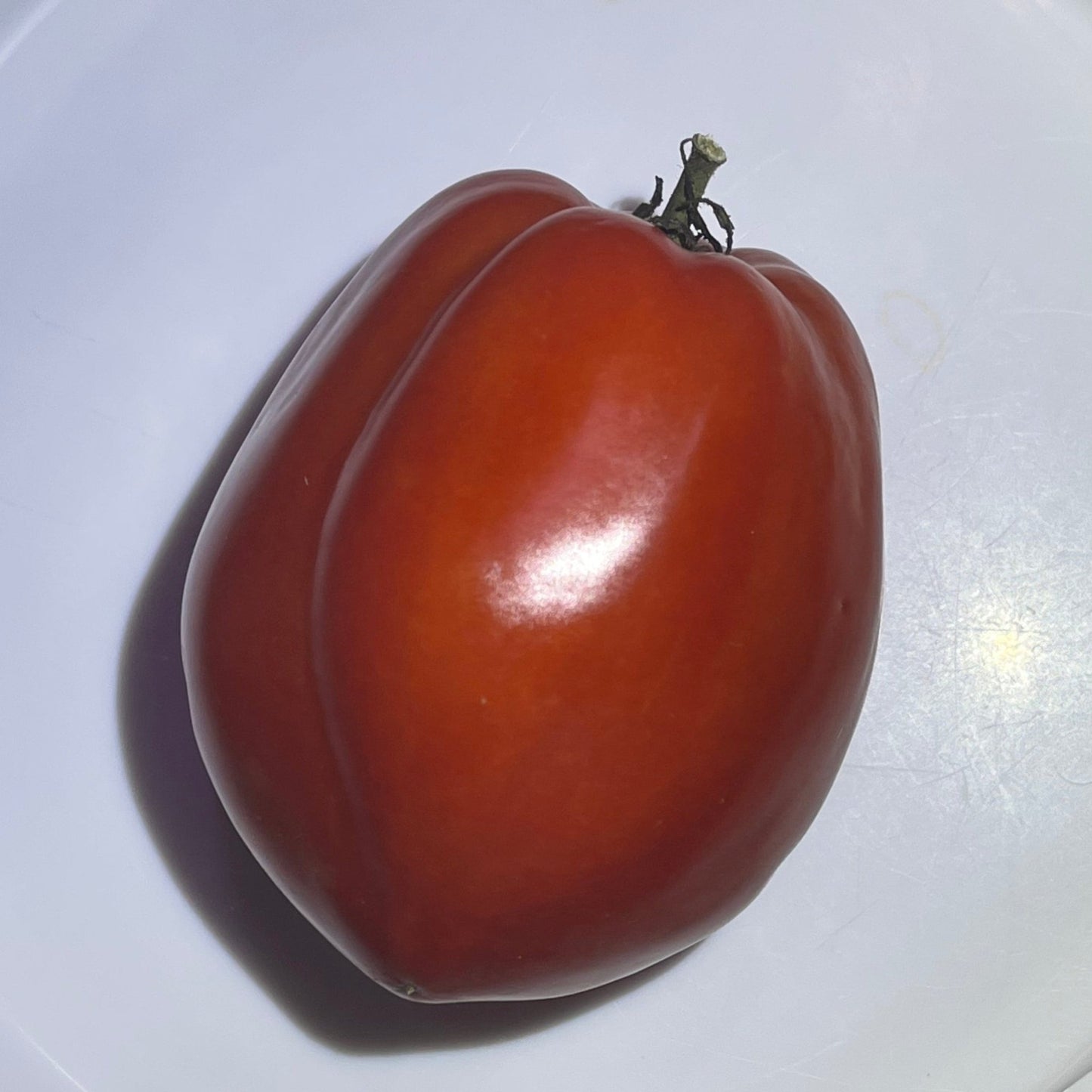 Oregon Star Tomato - Greta's Family Gardens