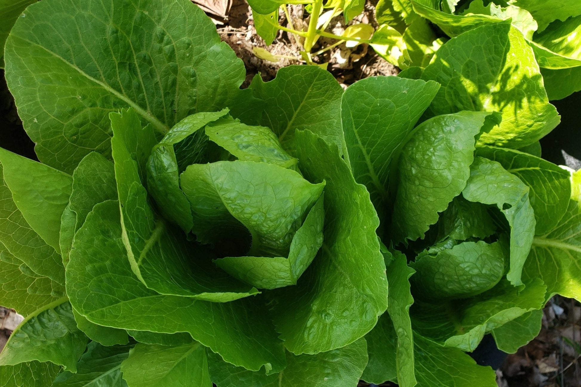 Parris Island Cos Lettuce Romaine - Greta's Family Gardens