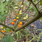 Pea Eggplant - Greta's Family Gardens