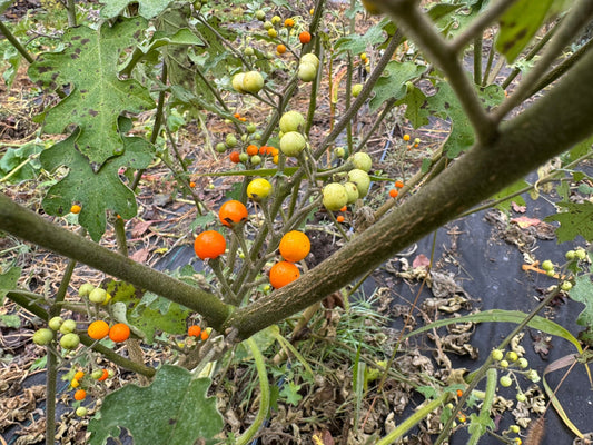 Pea Eggplant - Greta's Family Gardens