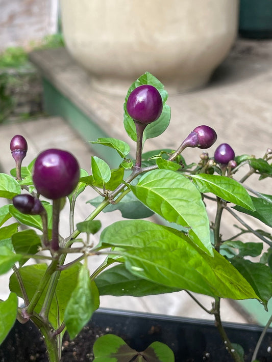 Pepper Filius Blue Hot - Greta's Family Gardens