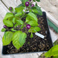 Pepper Filius Blue Hot - Greta's Family Gardens