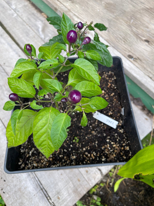 Pepper Filius Blue Hot - Greta's Family Gardens