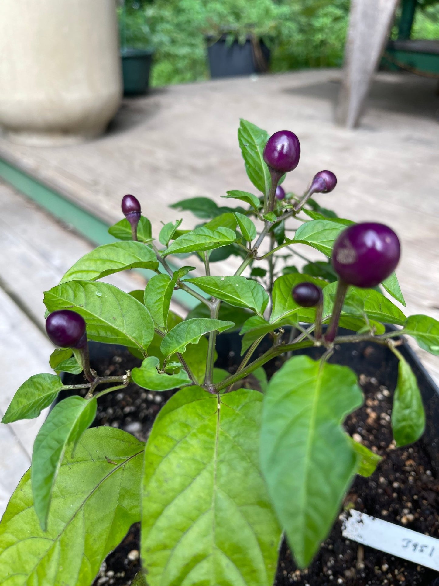 Pepper Filius Blue Hot - Greta's Family Gardens