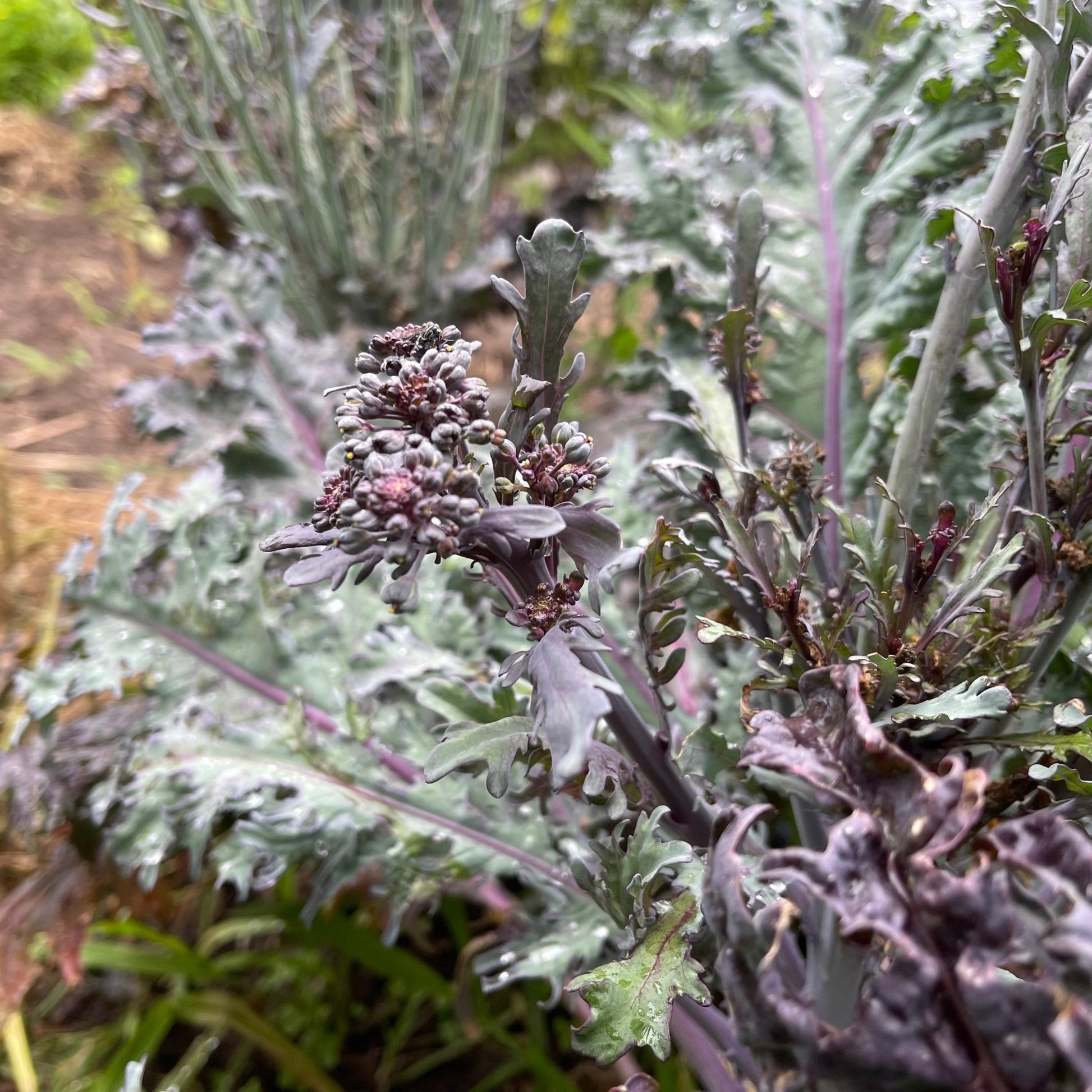 Purple Peacock Broccoli - Greta's Family Gardens