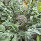 Purple Peacock Broccoli - Greta's Family Gardens