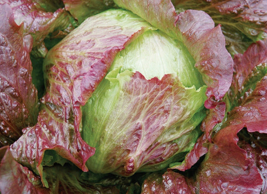 Red Iceberg Lettuce - Greta's Family Gardens