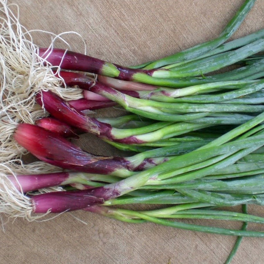 Red Welsh Onion - Greta's Family Gardens